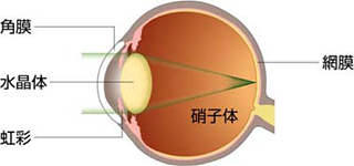 正常な水晶体イメージ